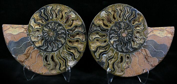 Black Ammonite Pair - Rare Coloration #23922